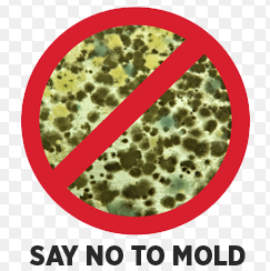 Mold inspection and testing los angeles